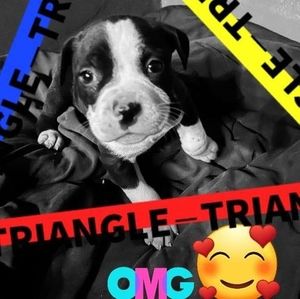 Meet your Posher, Leon desi